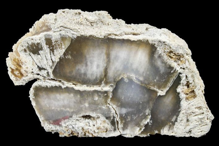 5.3" Polished, Agatized Fossil Coral - Florida